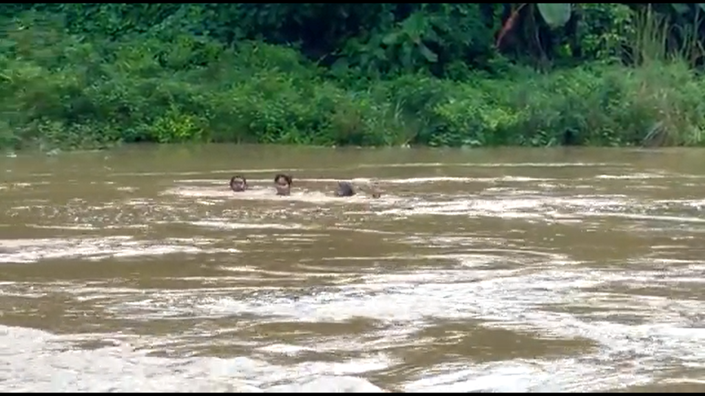 Demi Ikut Ujian, Siswa Ini Nekat Seberangi Sungai yang Meluap