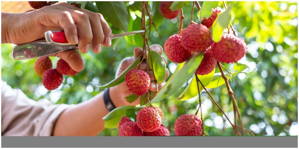 Manfaat Buah Leci untuk Kesehatan