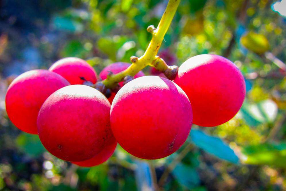 Anggur Ruby