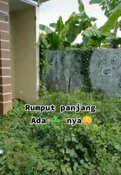 Cuma bersihkan rumput dan tanaman liar bayar Rp400 ribu.