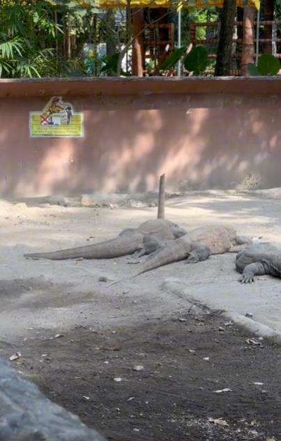 Tukang sapu santai menyapu kepala komodo lagi berjemur.
