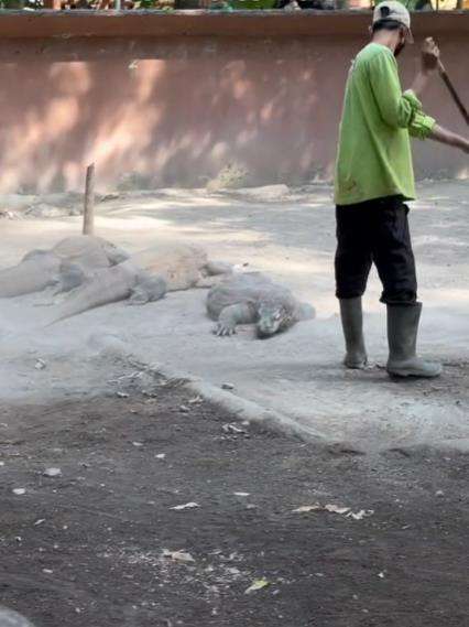 Tukang sapu santai menyapu kepala komodo lagi berjemur.