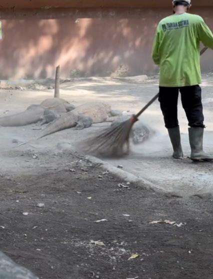 Tukang sapu santai menyapu kepala komodo lagi berjemur.