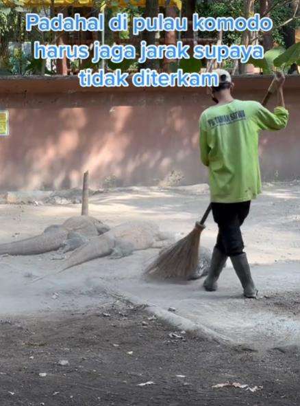 Tukang sapu santai menyapu kepala komodo lagi berjemur.