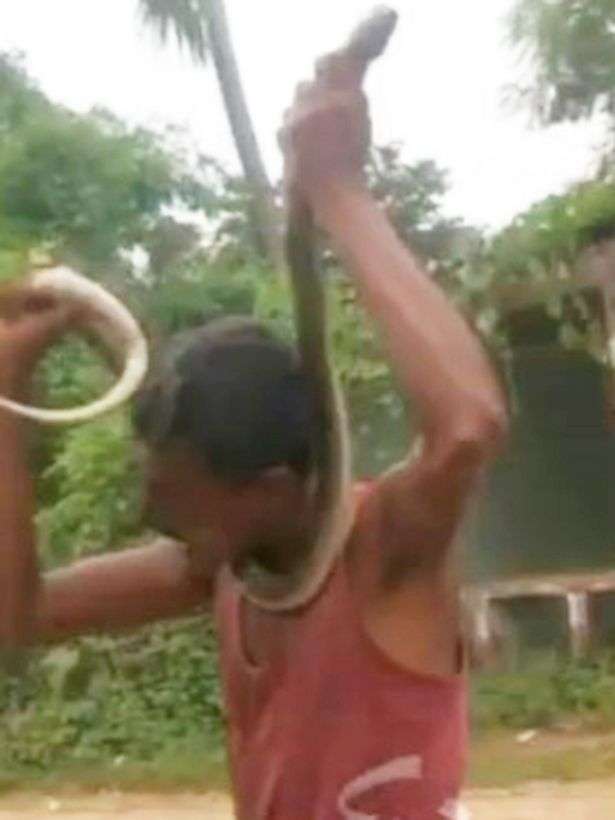 Jengkel Dipatuk Kobra, Pria Ini Gigit Balik Ular hingga Mati