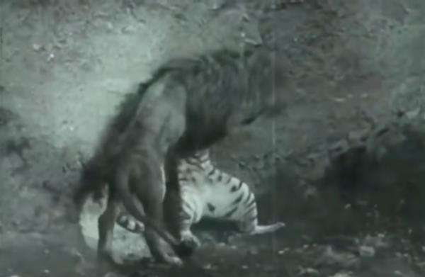 Harimau vs Singa, siapa yang menang?