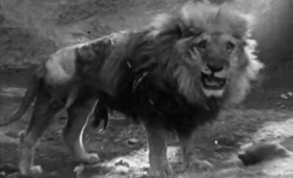 Harimau vs Singa, siapa yang menang?