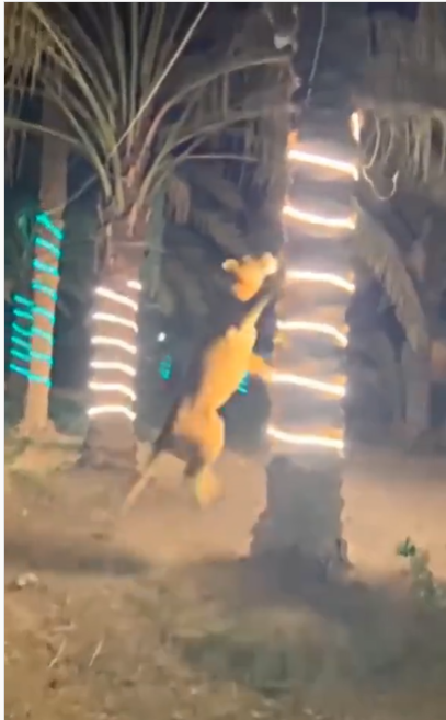 Kedatangan Tamu Tak Diundang, Pesta Ini Langsung Bubar