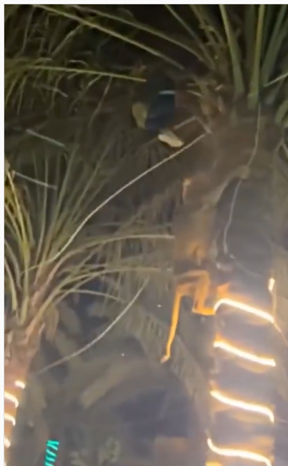 Kedatangan Tamu Tak Diundang, Pesta Ini Langsung Bubar