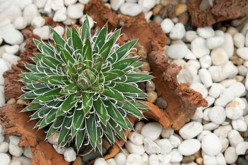 Agave