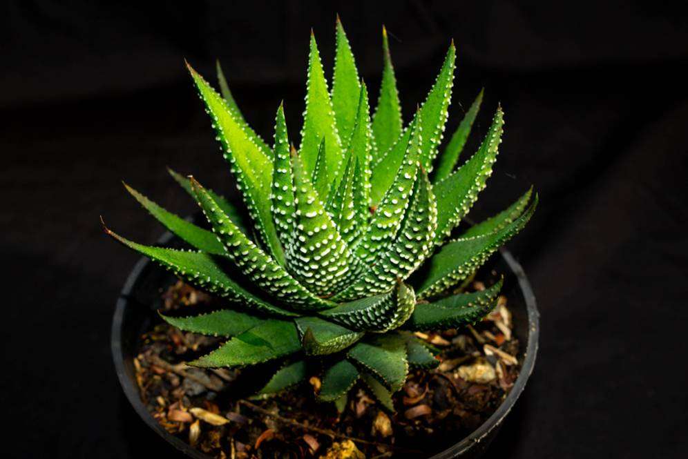 Haworthia