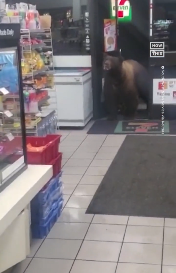 Viral Video Beruang Masuk Minimarket, Ambil Camilan Layaknya Pengunjung