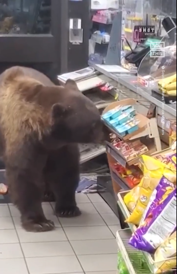 Viral Video Beruang Masuk Minimarket, Ambil Camilan Layaknya Pengunjung