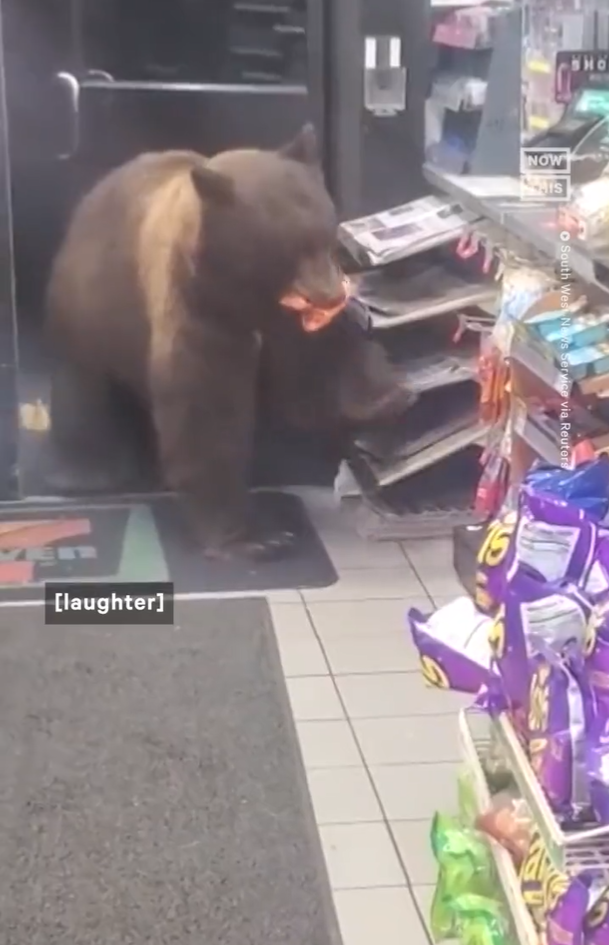 Viral Video Beruang Masuk Minimarket, Ambil Camilan Layaknya Pengunjung