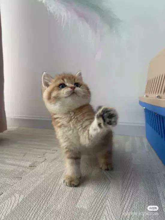 kucing