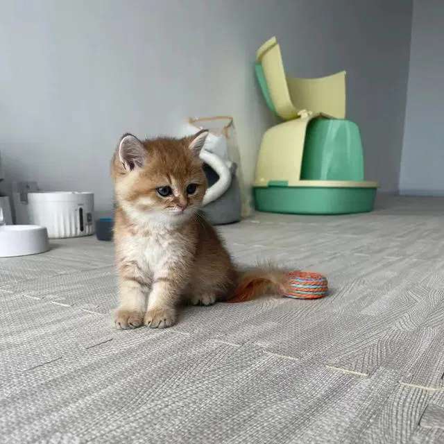 kucing