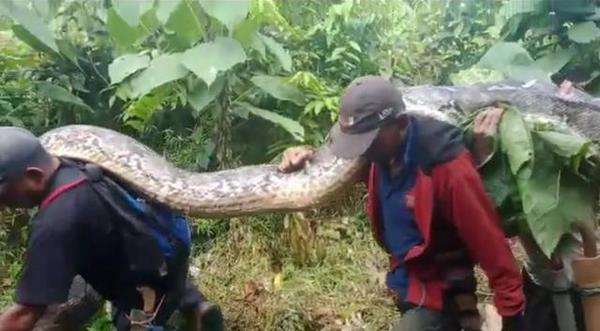Penemuan ular piton raksasa di Sulawesi Tenggara.