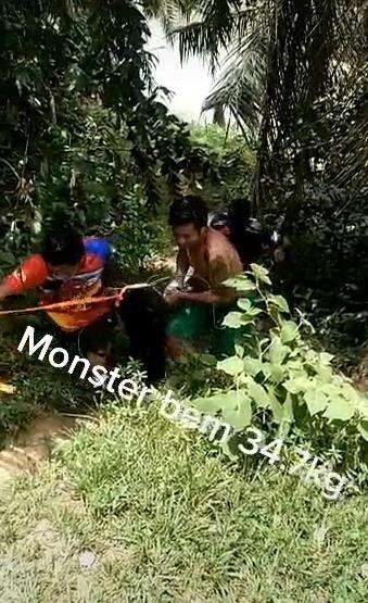 Mancing ikan raksasa seberat 37 kilogram.