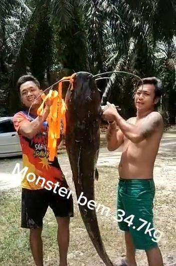 Mancing ikan raksasa seberat 37 kilogram.
