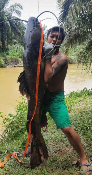 Mancing ikan raksasa seberat 37 kilogram.