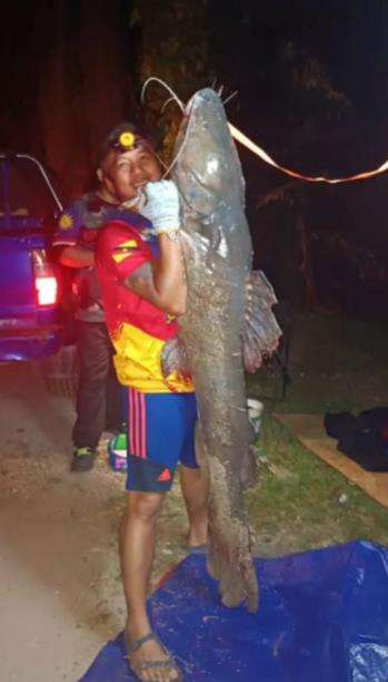 Mancing ikan raksasa seberat 37 kilogram.