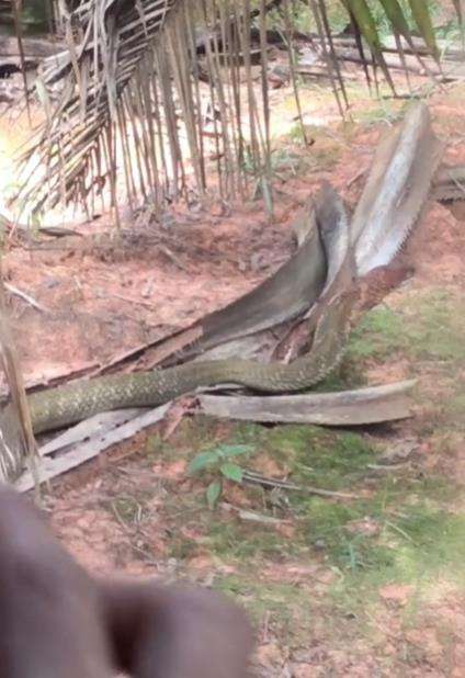 Penampakan ular king kobra dikira pelepah sawit.