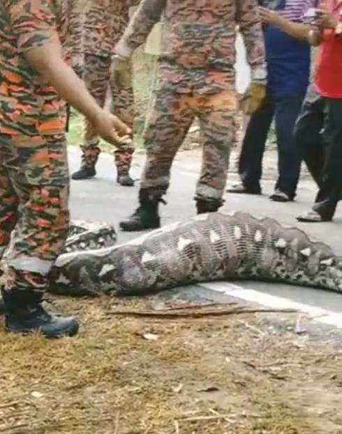 Viral penangkapan ular piton raksasa telan kambing bulat-bulat.