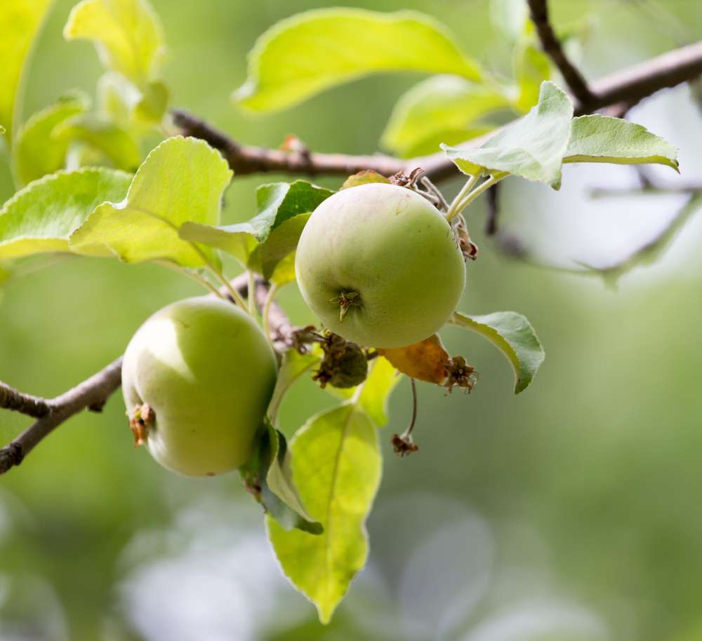 Wild Pear