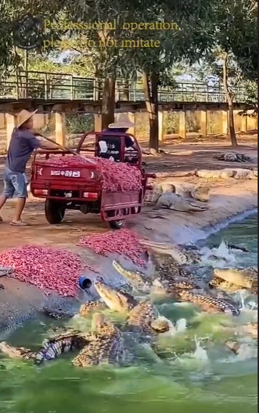 petugas