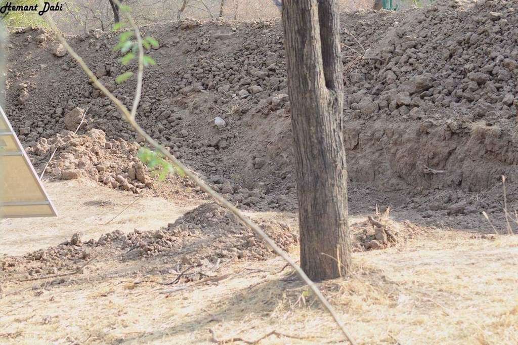 Tes Kejelian Mata, Bisakah Kamu Menemukan Macan Tutul di Foto Ini?