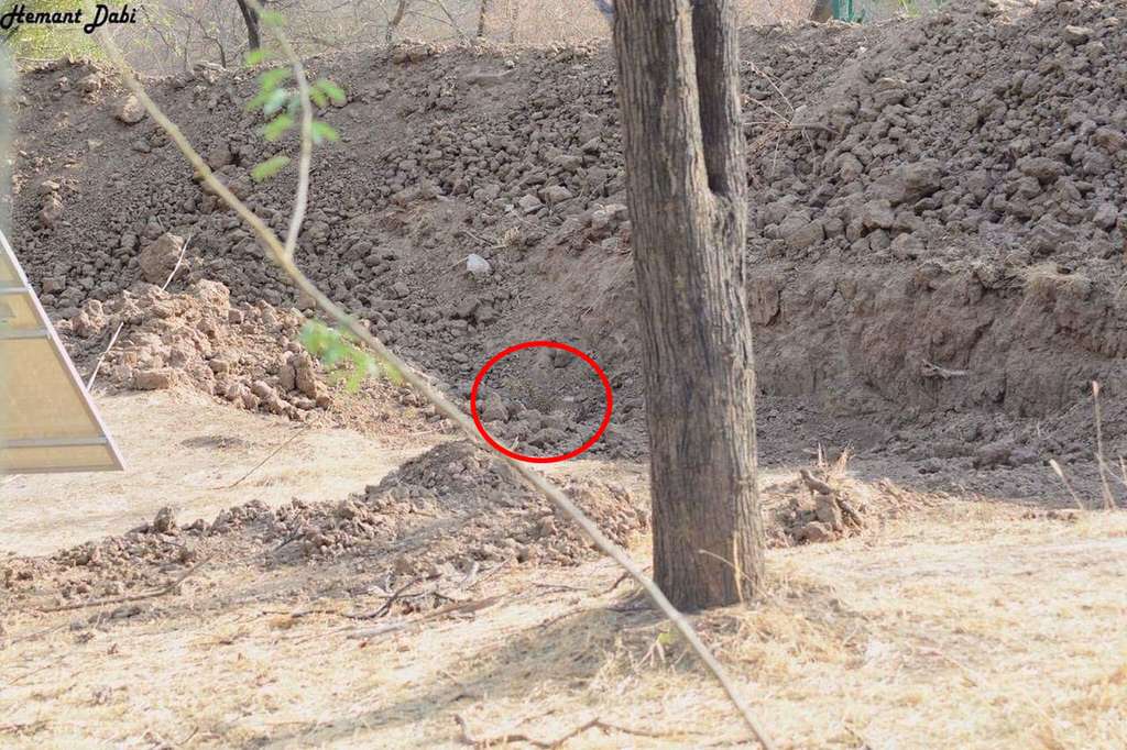 Tes Kejelian Mata, Bisakah Kamu Menemukan Macan Tutul di Foto Ini?