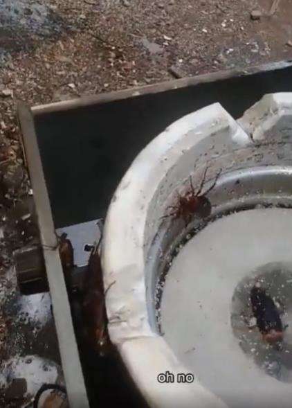 Jijik banget, ambil air putih dari dispenser yang jadi sarang kecoak.