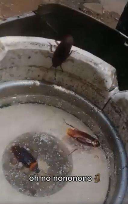 Jijik banget, ambil air putih dari dispenser yang jadi sarang kecoak.