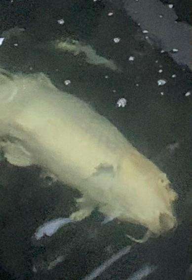 Kaget ikan koi harga ratusan juta dihabiskan berang-berang dalam semalam.