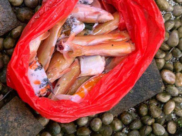 Kaget ikan koi harga ratusan juta dihabiskan berang-berang dalam semalam.