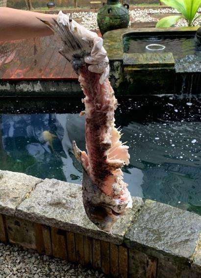 Kaget ikan koi harga ratusan juta dihabiskan berang-berang dalam semalam.