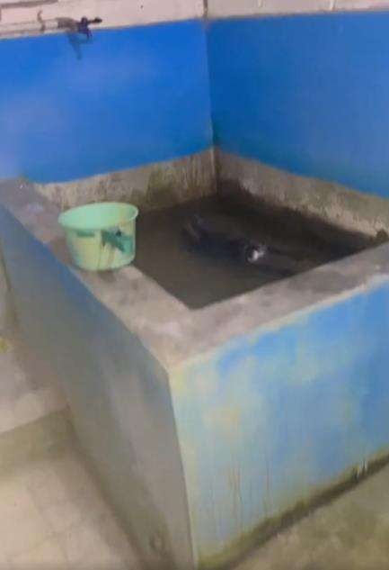 Dengar suara aneh seperti orang mandi ternyata kelinci.