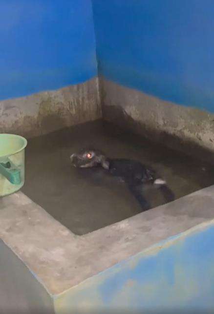 Dengar suara aneh seperti orang mandi ternyata kelinci.