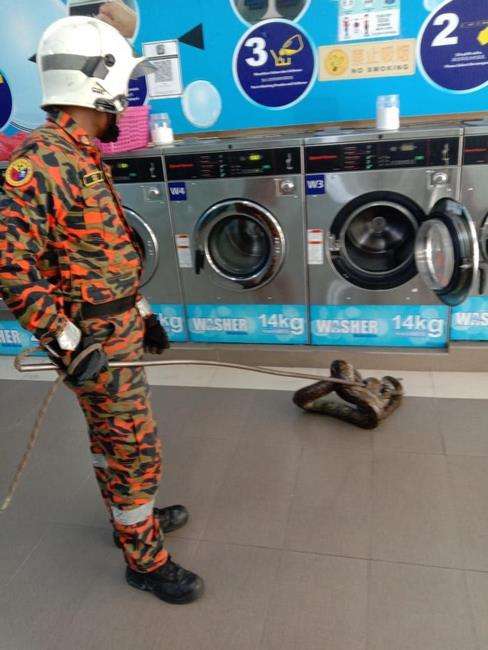 Penangkapan ular piton sembunyi dalam mesin cuci.
