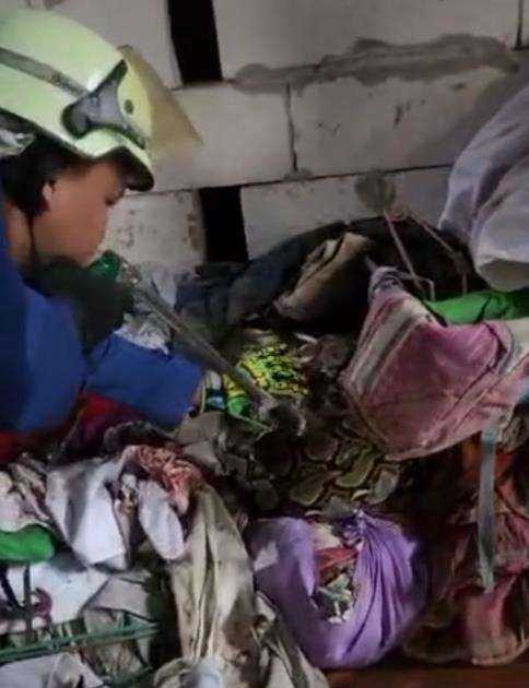 Penemuan ular piton raksasa di tumpukan kain tempat sablon.
