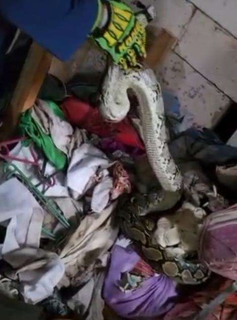 Penemuan ular piton raksasa di tumpukan kain tempat sablon.