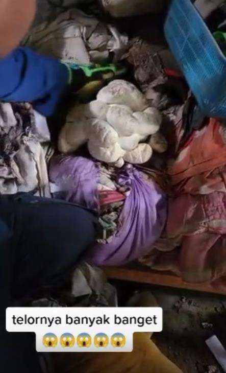Penemuan ular piton raksasa di tumpukan kain tempat sablon.