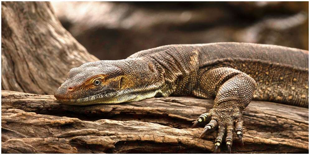 Arti Biawak Masuk Rumah