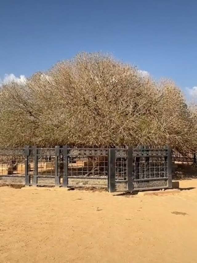 pohon sahabi
