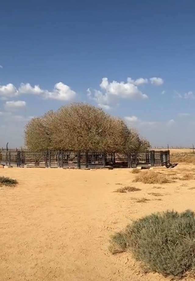 pohon sahabi