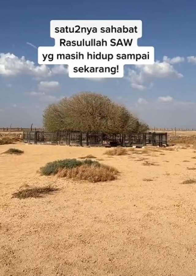 pohon sahabi
