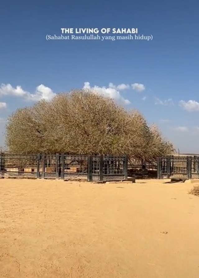 pohon sahabi