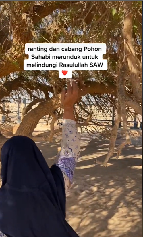 pohon sahabi