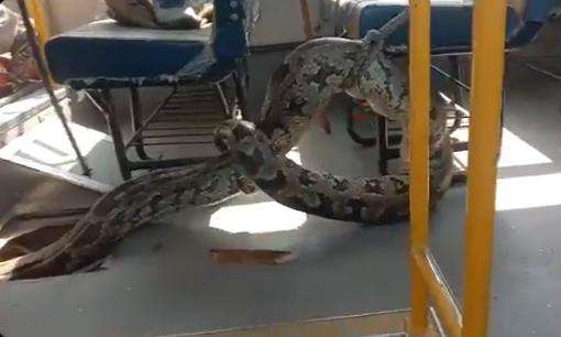 Evakuasi ular piton raksasa dari dalam bis sekolah.