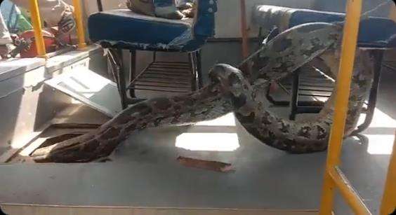 Evakuasi ular piton raksasa dari dalam bis sekolah.